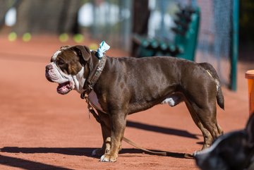 Trainingstag am 20.4.19 164 - Training mit Carina